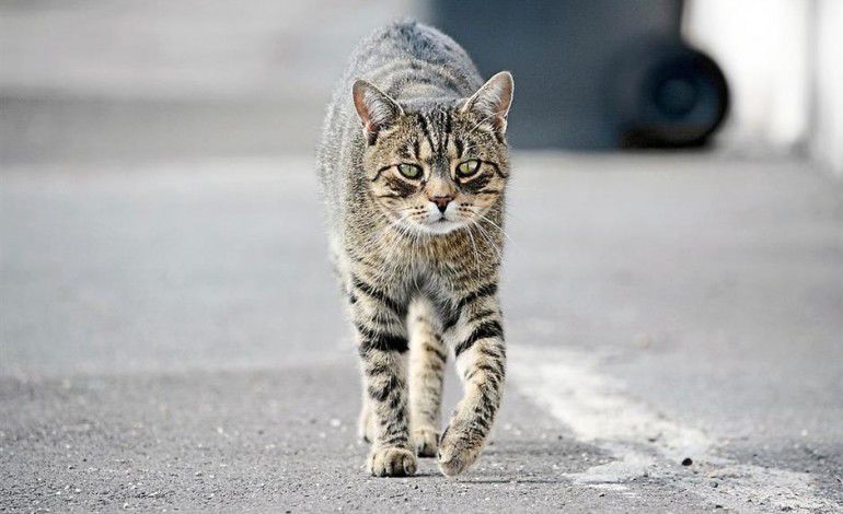 Taillights... for your cat?